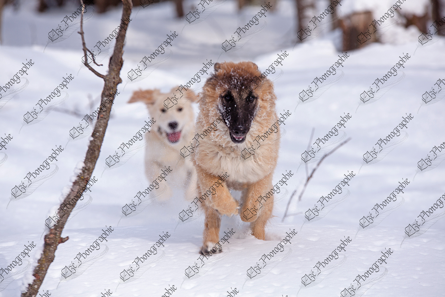 elze_photo_6009_chiens_jeu_course_winter_forest