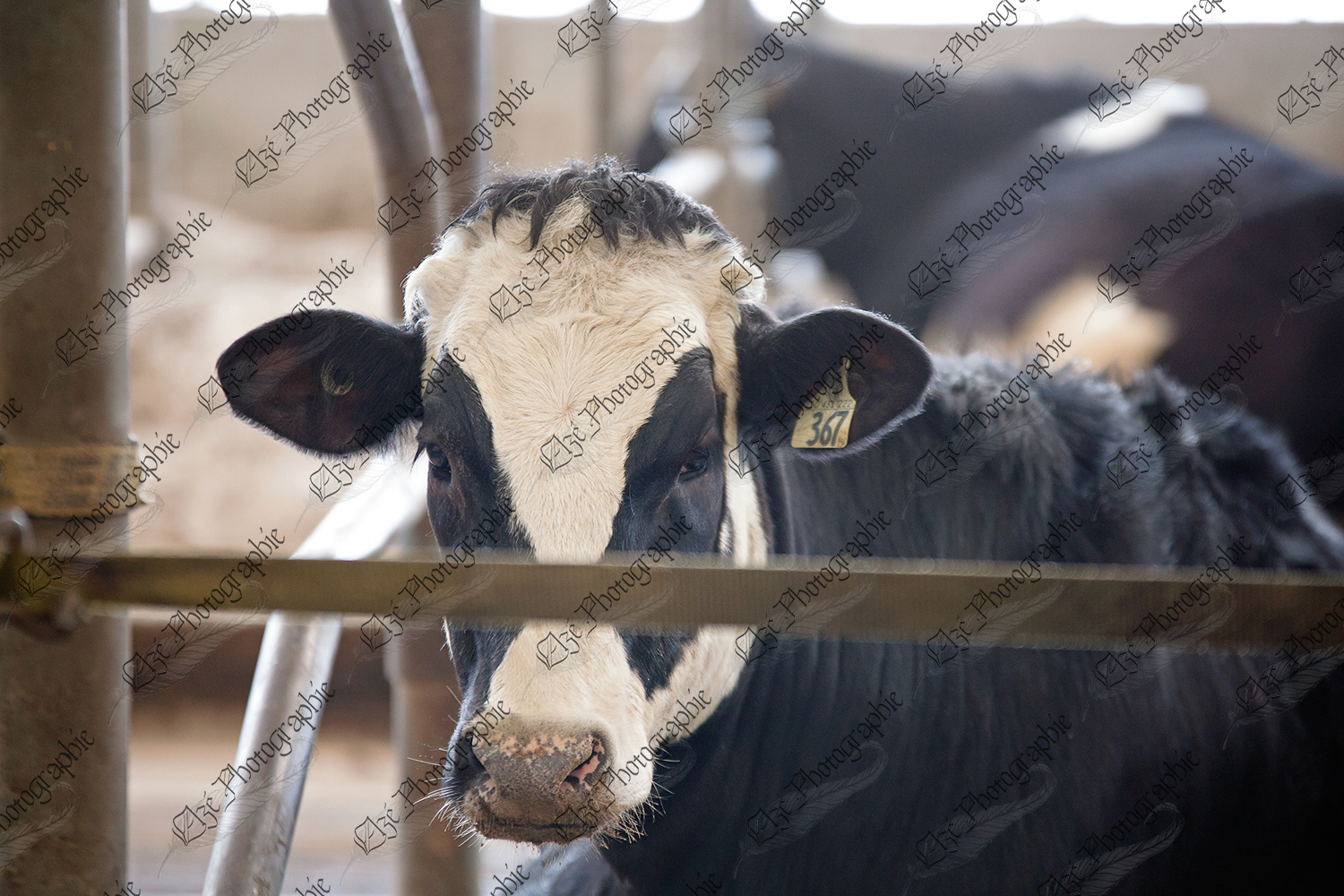 elze_photo_6026_vache_laitiere_holstein_dairy_cow_farm