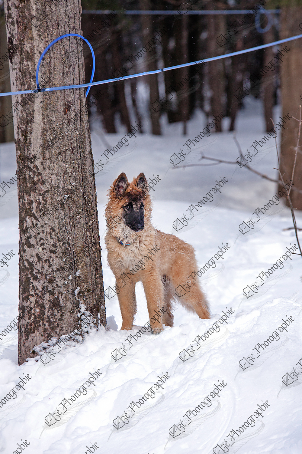 elze_photo_6037_chiot_race_pure_berger_puppy_maple_forest