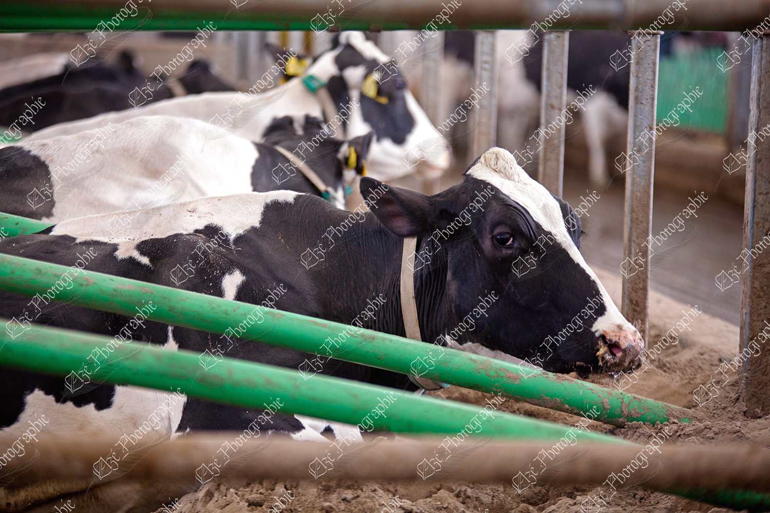 elze_photo_6037_repos_logette_vache_free_stall_sand_414060197