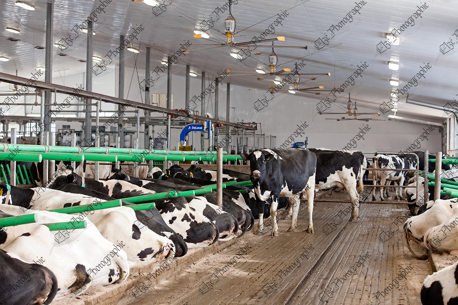 elze_photo_6040_stabulation_libre_logette_holstein_farm