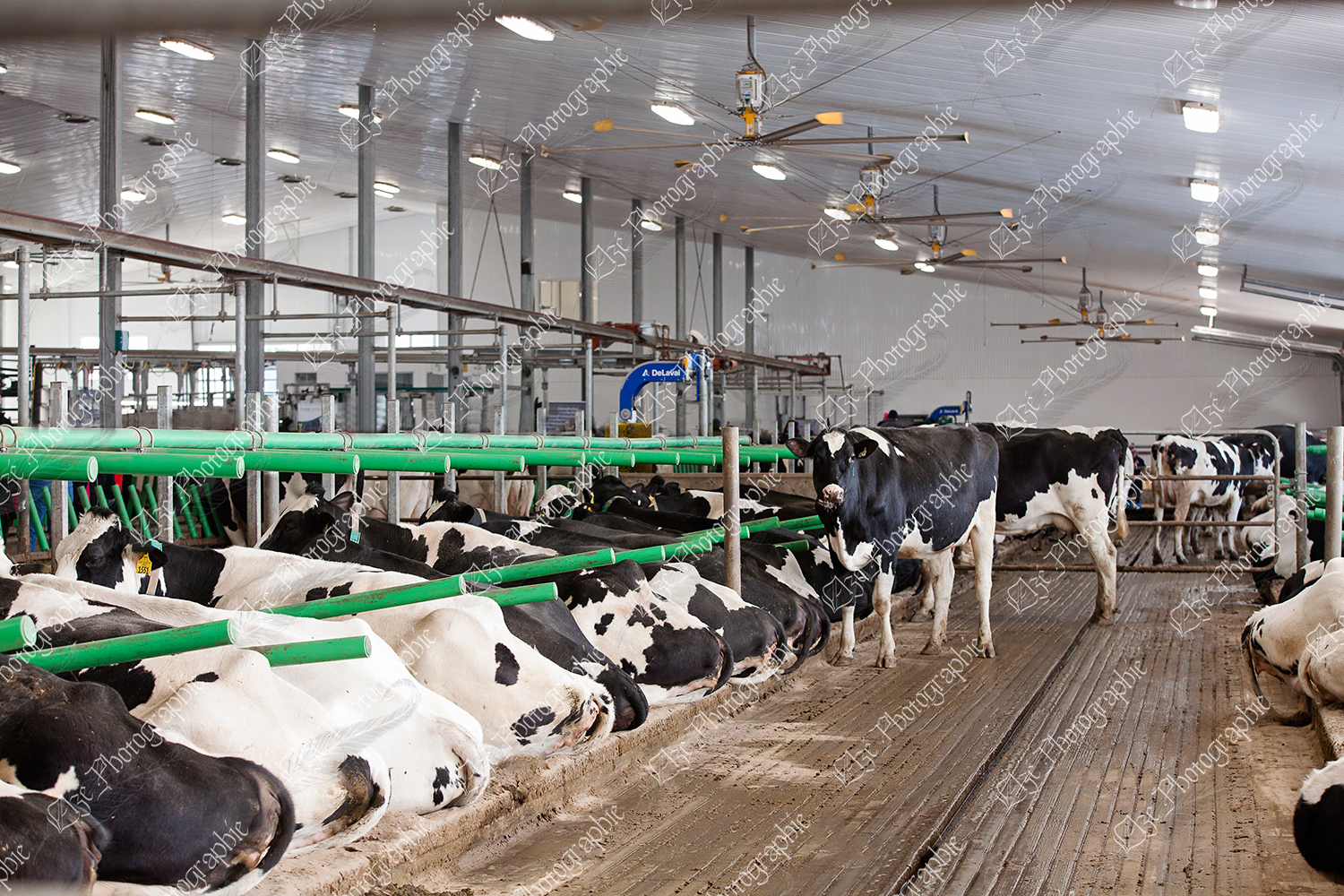 elze_photo_6041_vaches_couchees_stabulation_freestall_farm