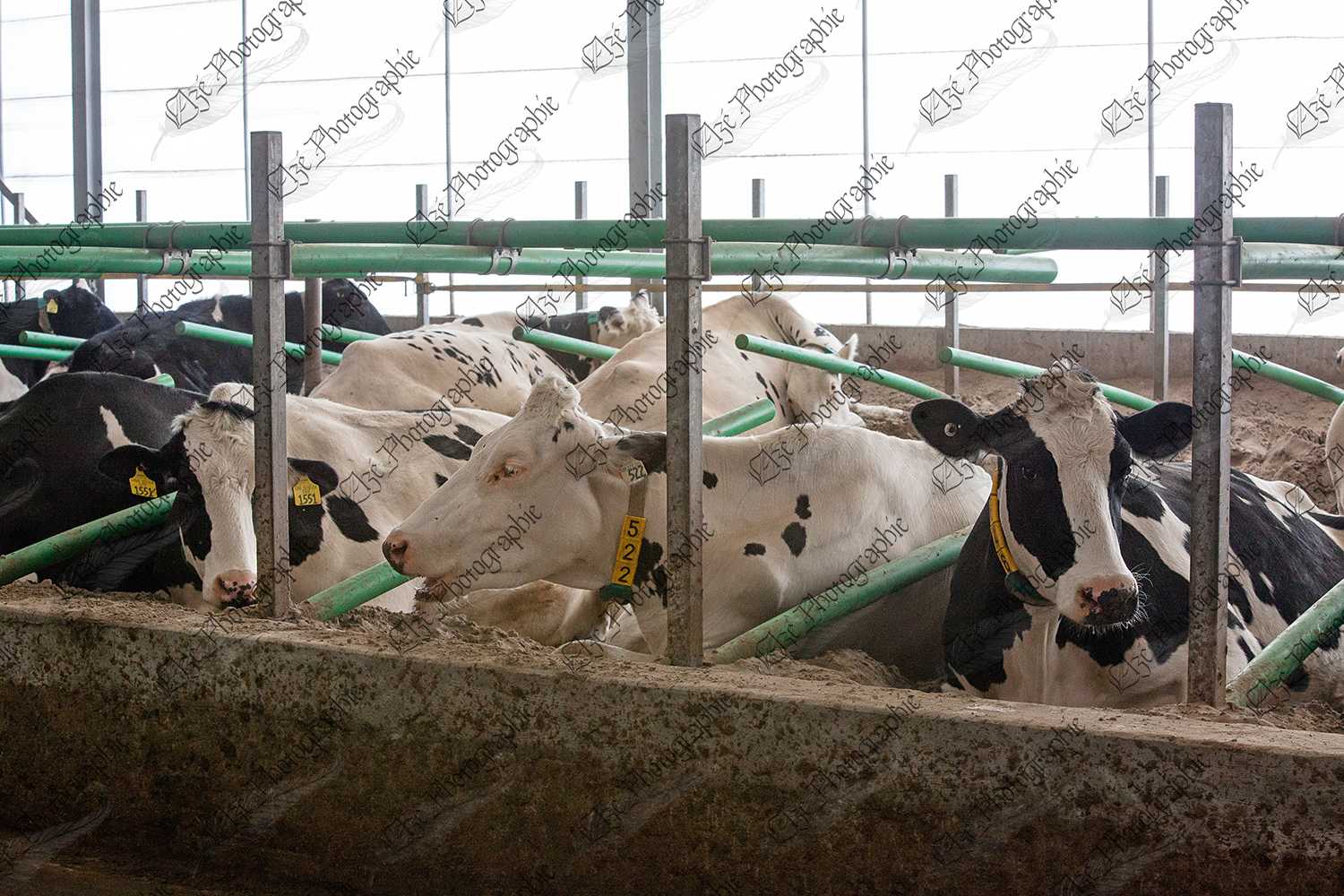 elze_photo_6046_repos_vaches_laitieres_freestall_cubicle