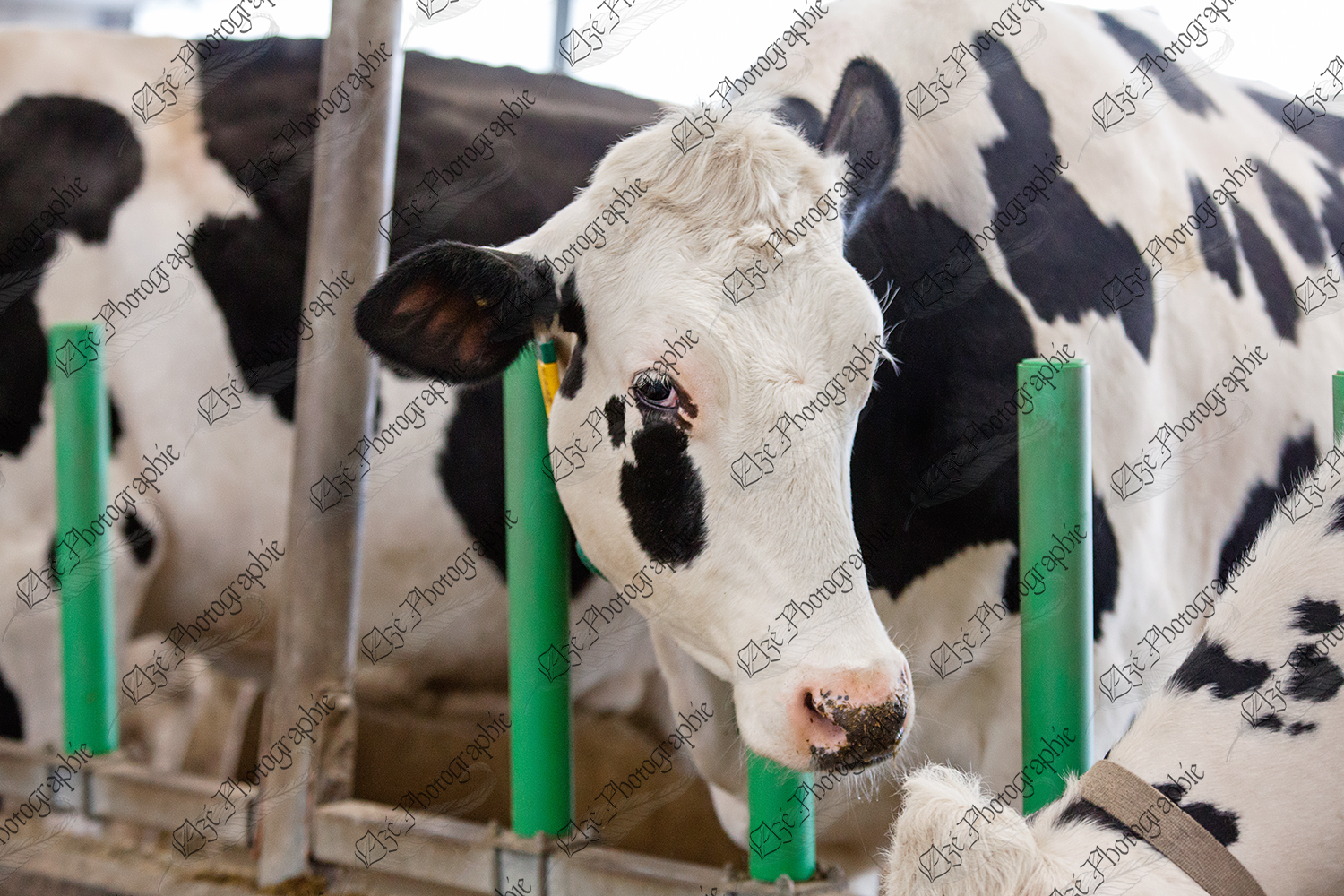 elze_photo_6057_vaches_ferme_laitiere_dairyfarm_cows