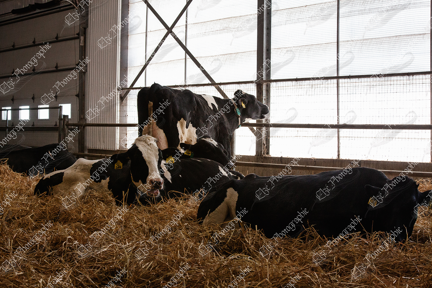 elze_photo_6064_parc_velage_vaches_dairy_farm_group