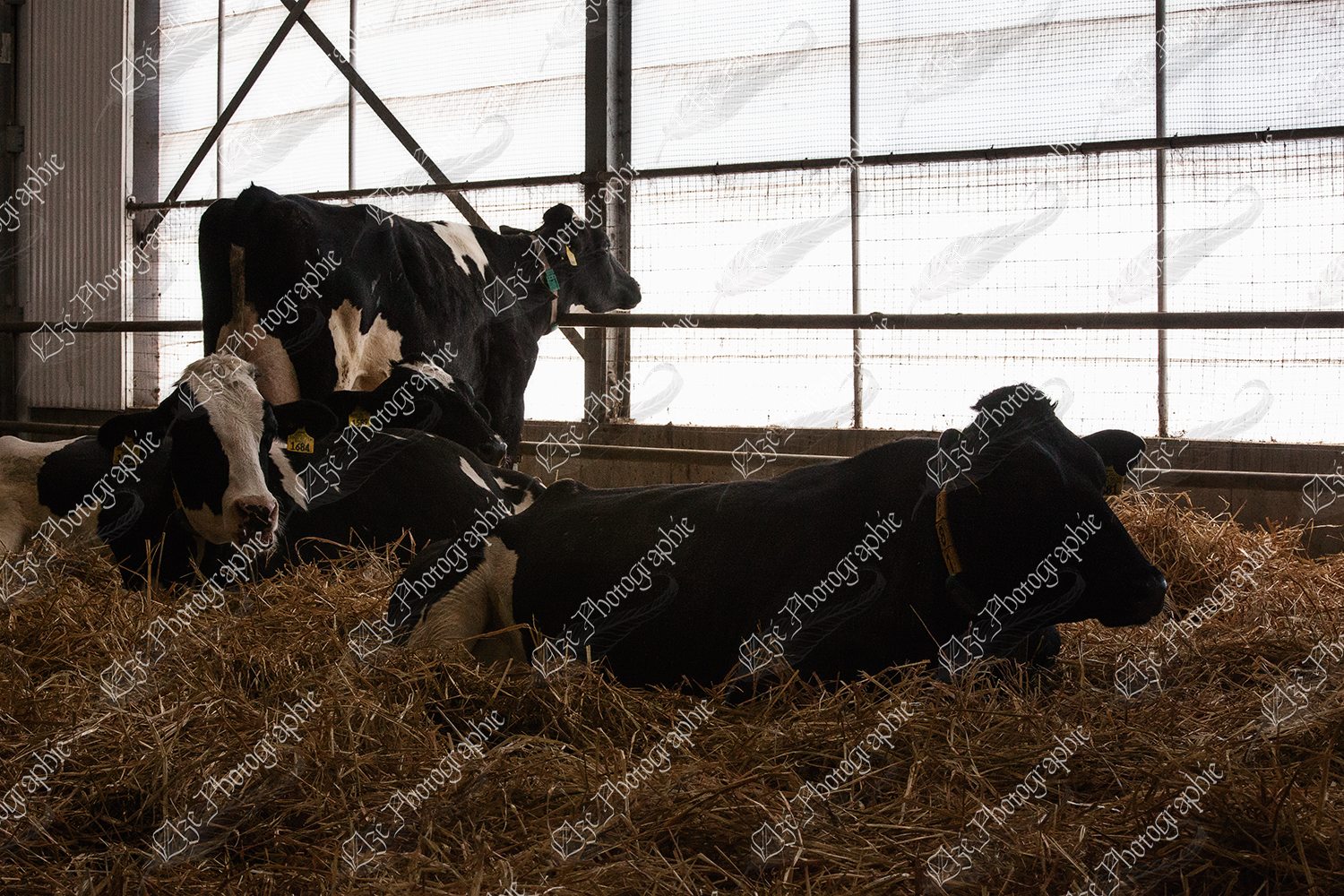 elze_photo_6067_groupe_vaches_preparation_group_cows_calving