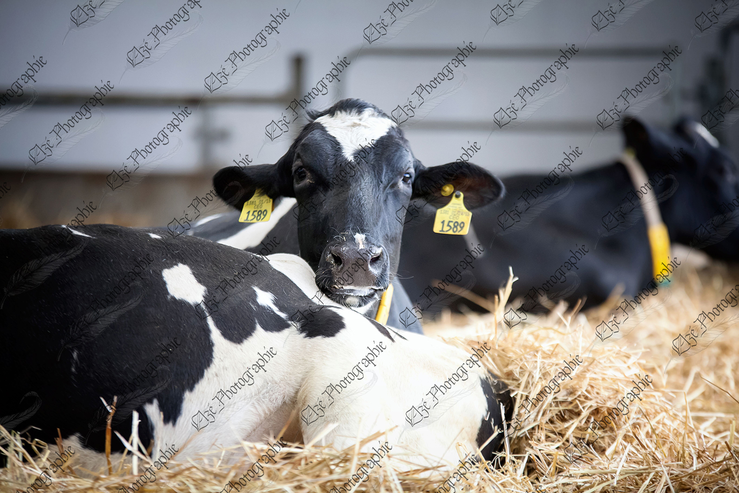 elze_photo_6091_repos_vaches_couchees_cows_lying_straw