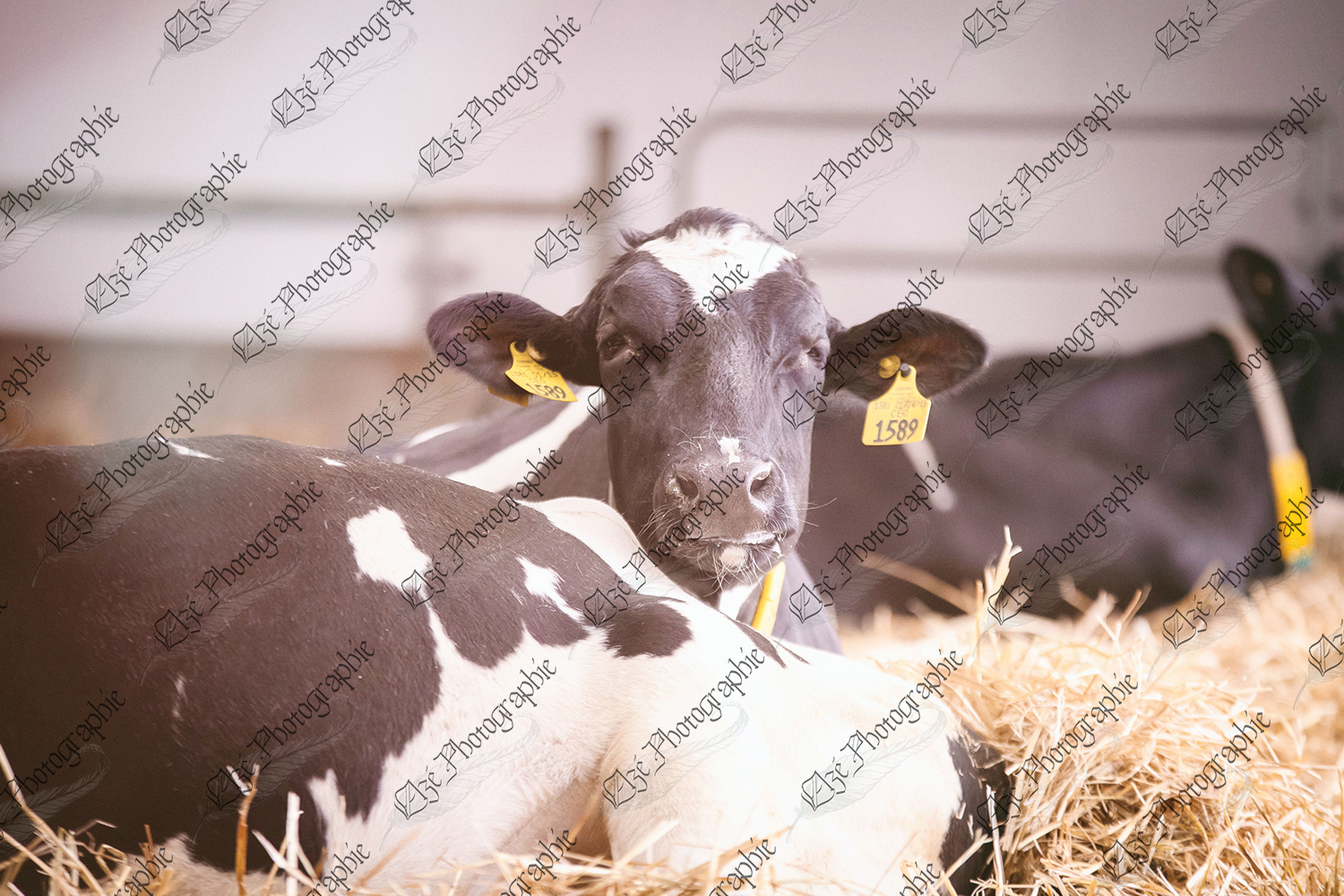 elze_photo_6092_vache_tranquille_ferme_resting_dairy_cow