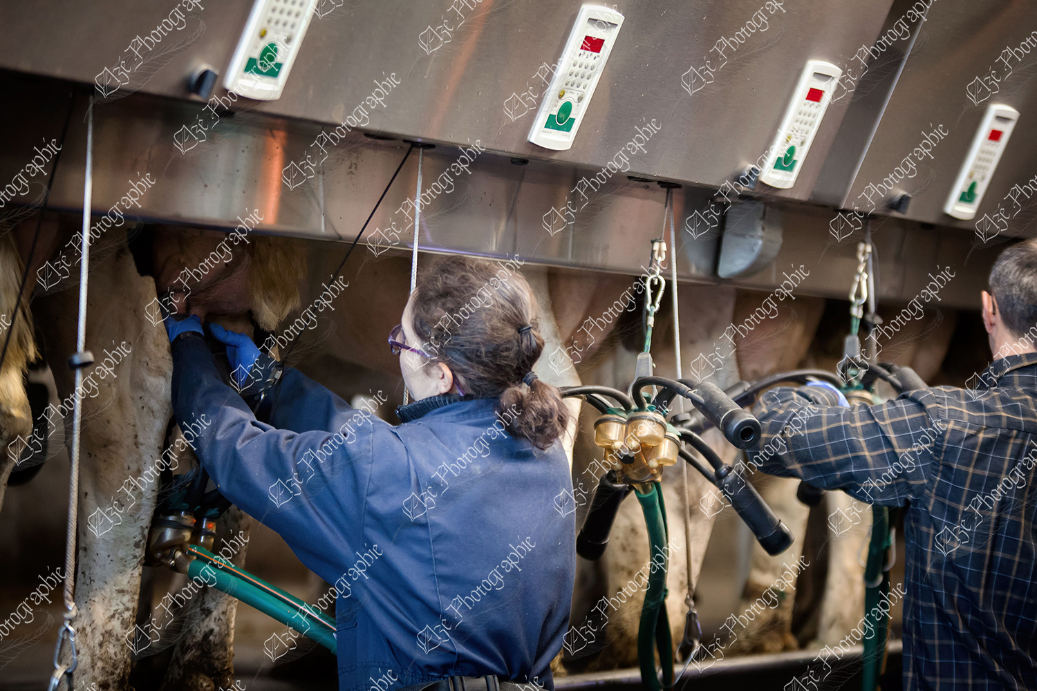 elze_photo_6130_moniteur_employe_traite_milking_parlor_farm