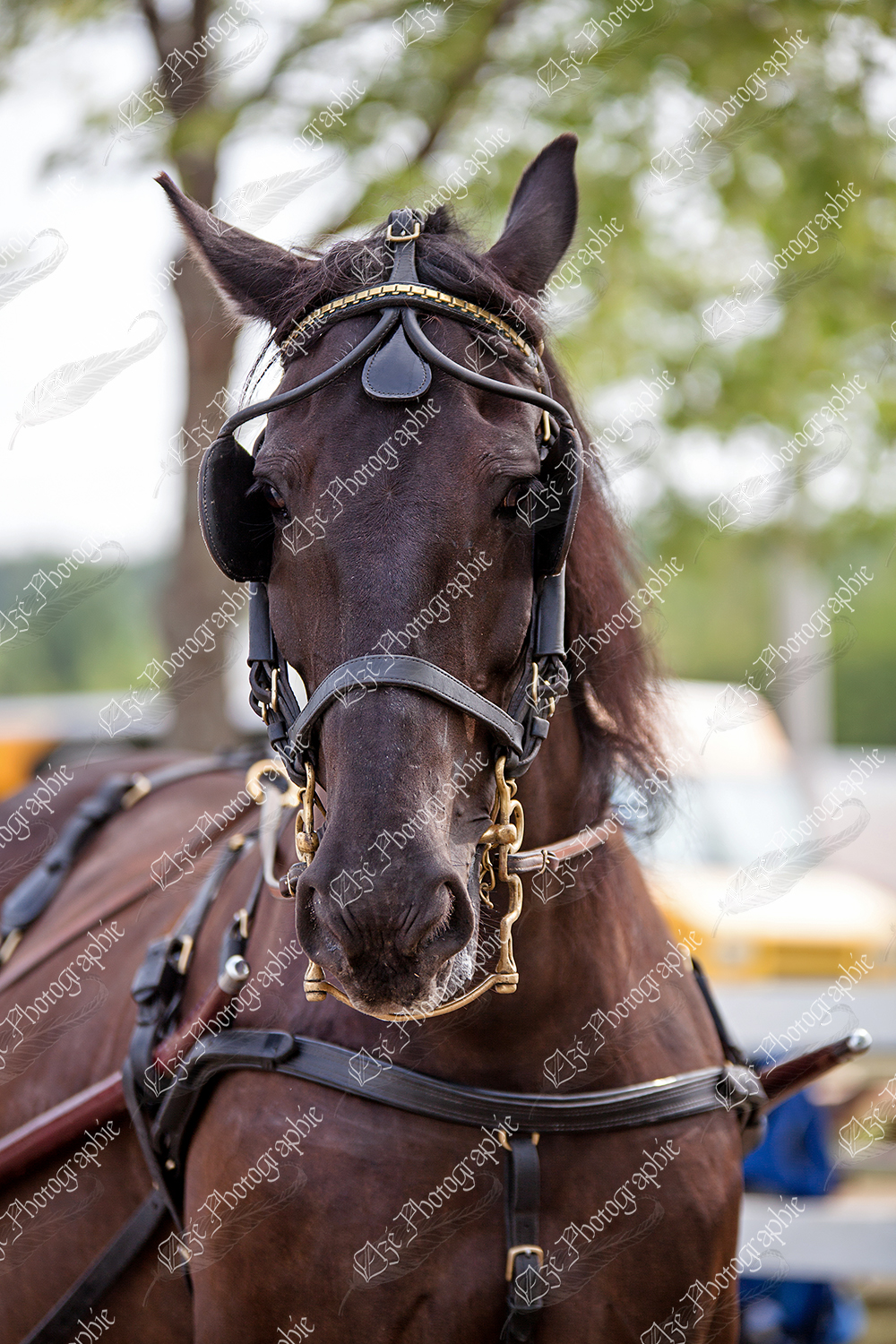 elze_photo_6486_cheval_canadien_race_horse_harness