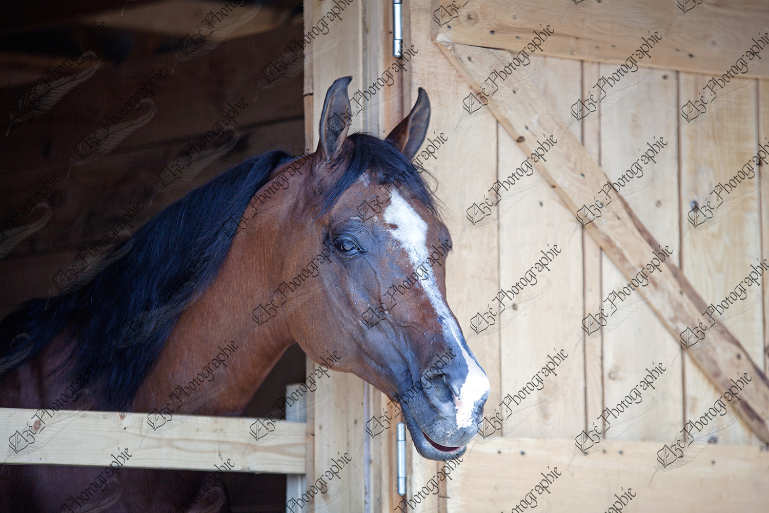 elze_photo_6536_box_cheval_bois_horse_house