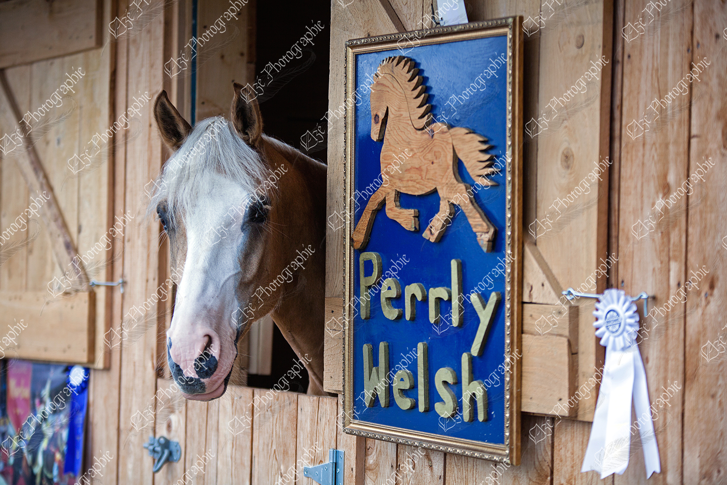 elze_photo_6565_boxe_cheval_welsh_horse_stable