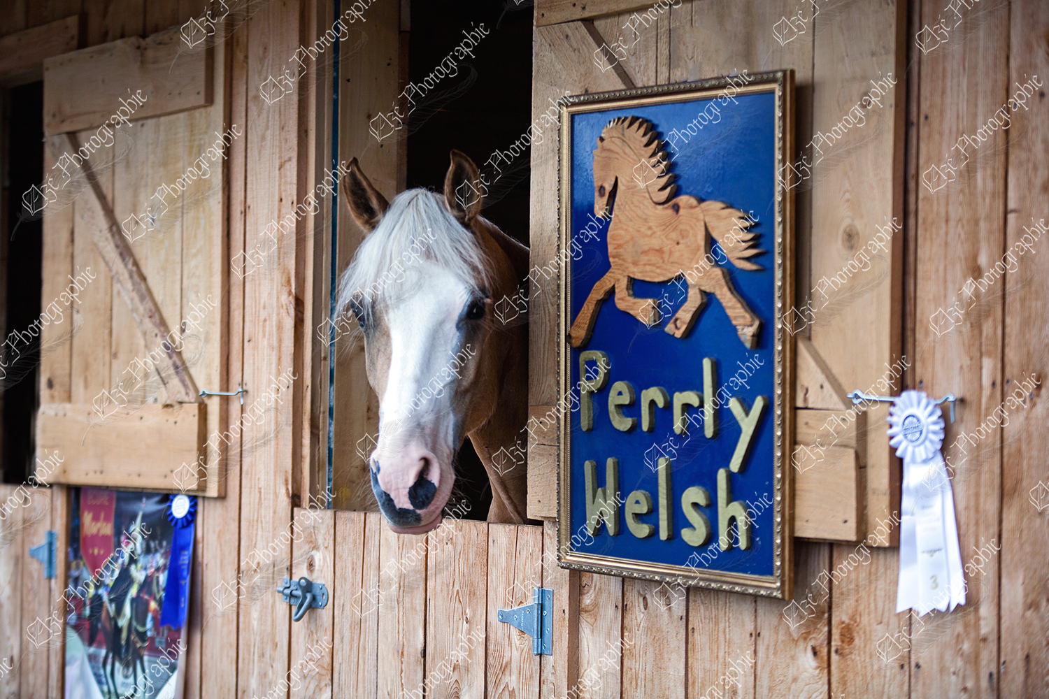 elze_photo_6567_poney_welsh_box_barn_horse