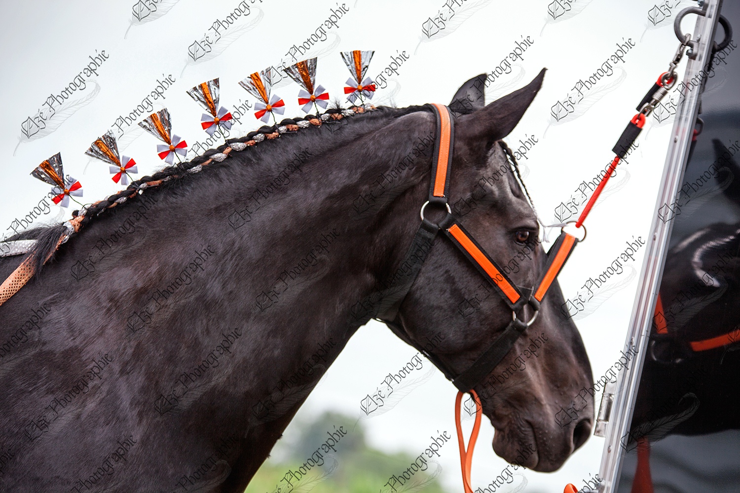 elze_photo_6575_corde_cheval_noir_black_horse_show