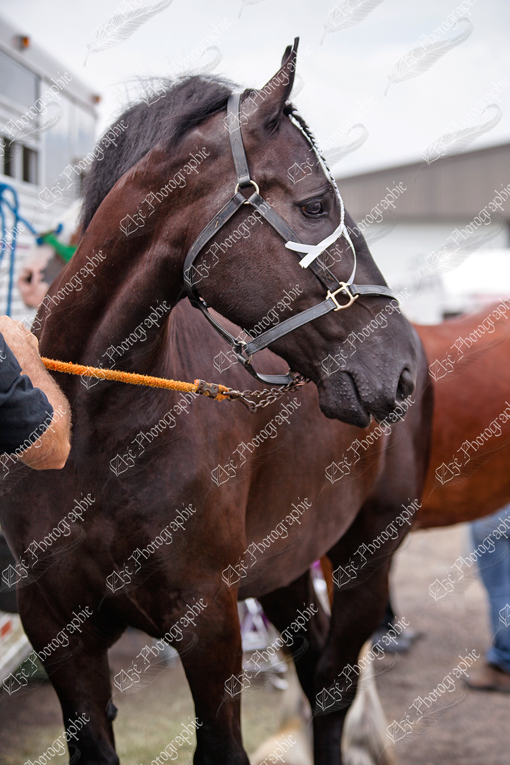 elze_photo_6582_cheval_noir_spectacle_shire_horse_black
