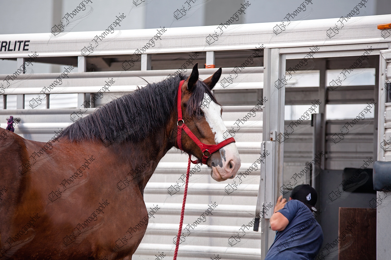 elze_photo_6586_remorque_cheval_shire_horse_trailer_man