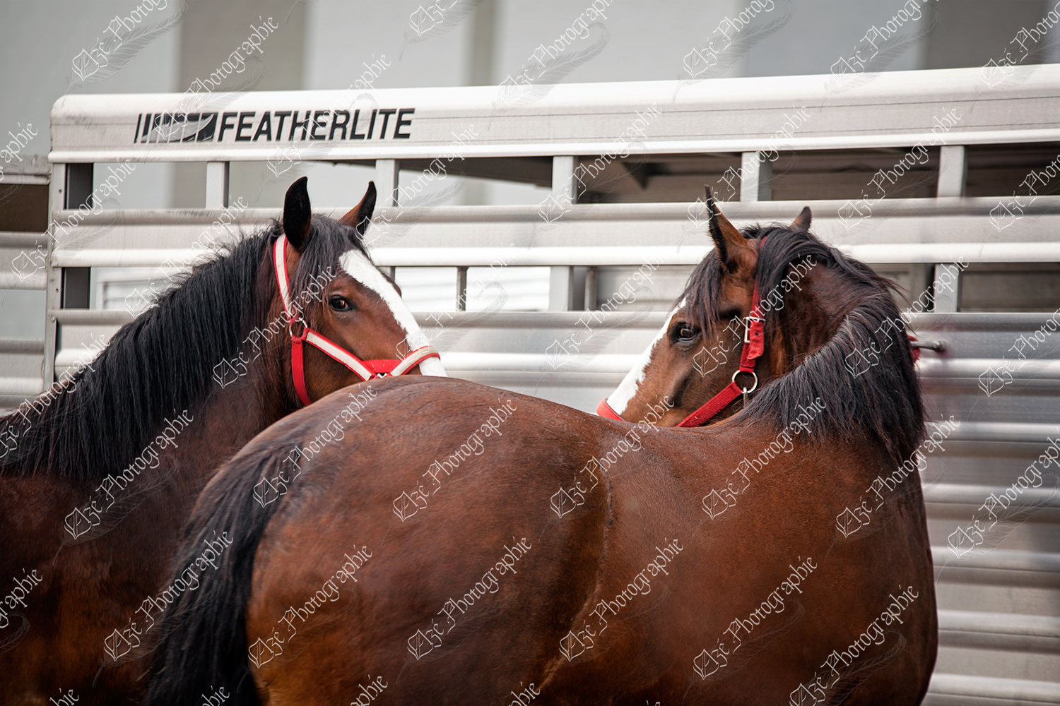 elze_photo_6588_remorque_chevaux_shire_horses_show_summer