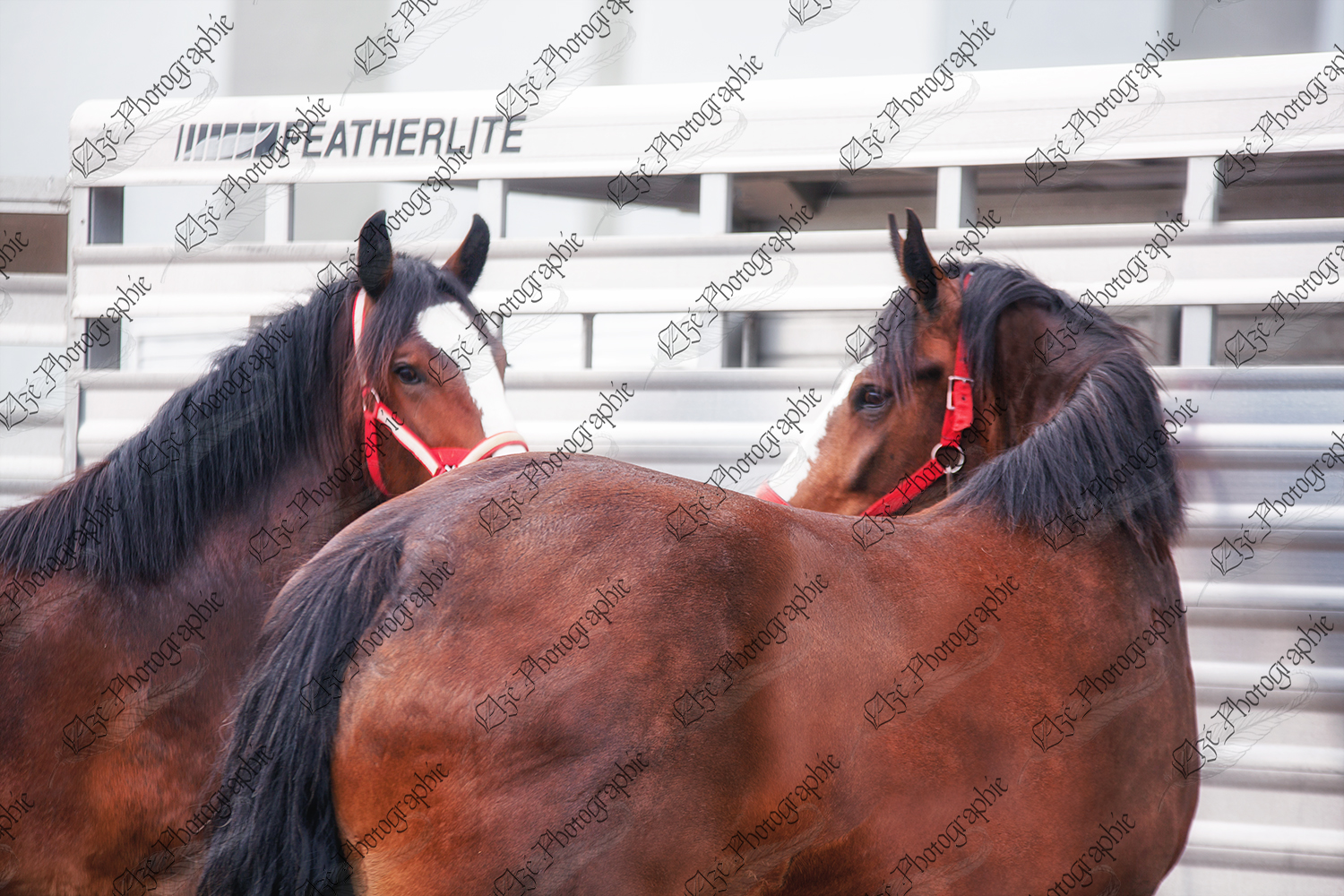elze_photo_6589_chevaux_attaches_shire_horses_show_trailer