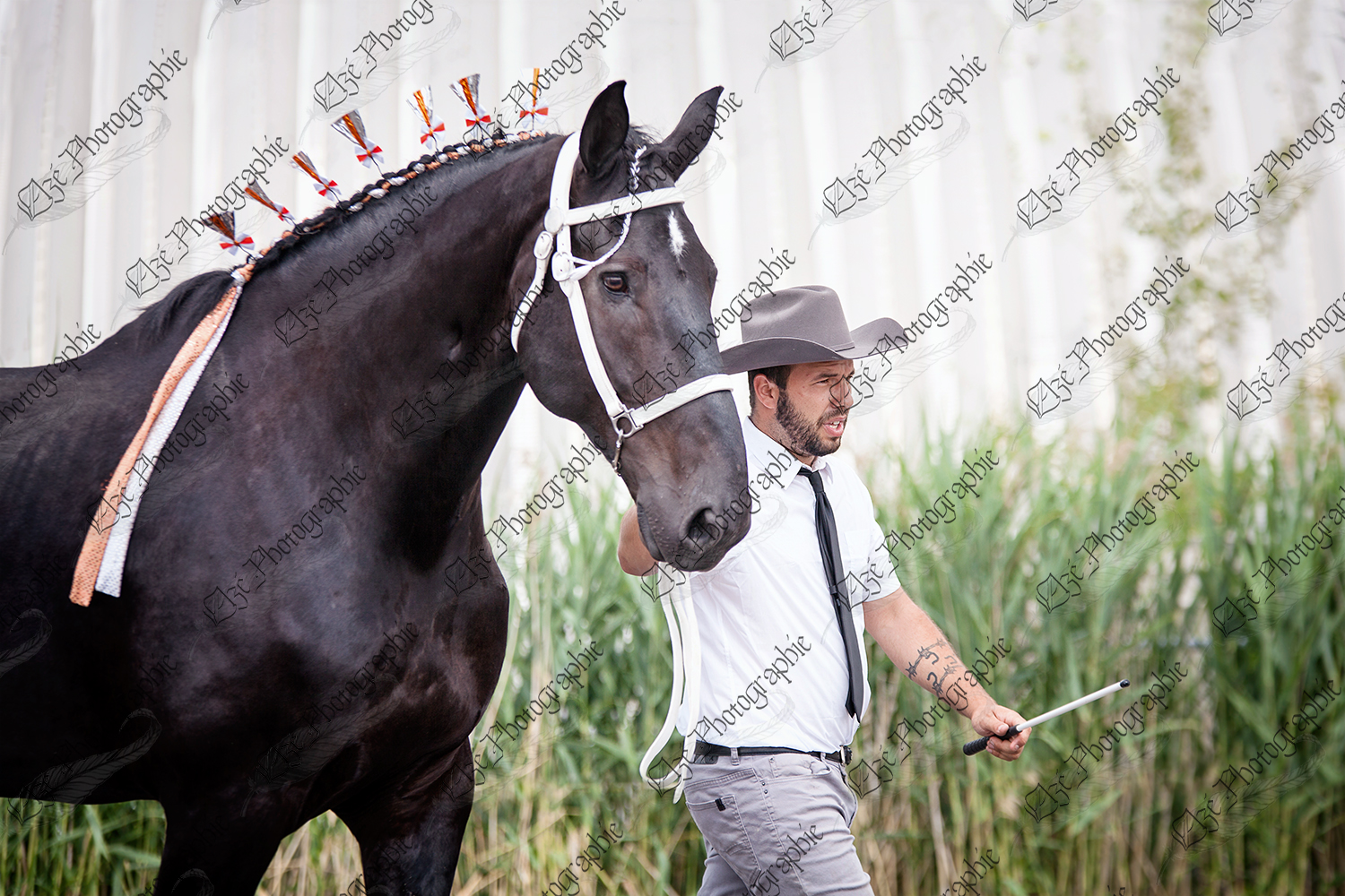 elze_photo_6607_jugement_race_eleveur_black_horse_percheron