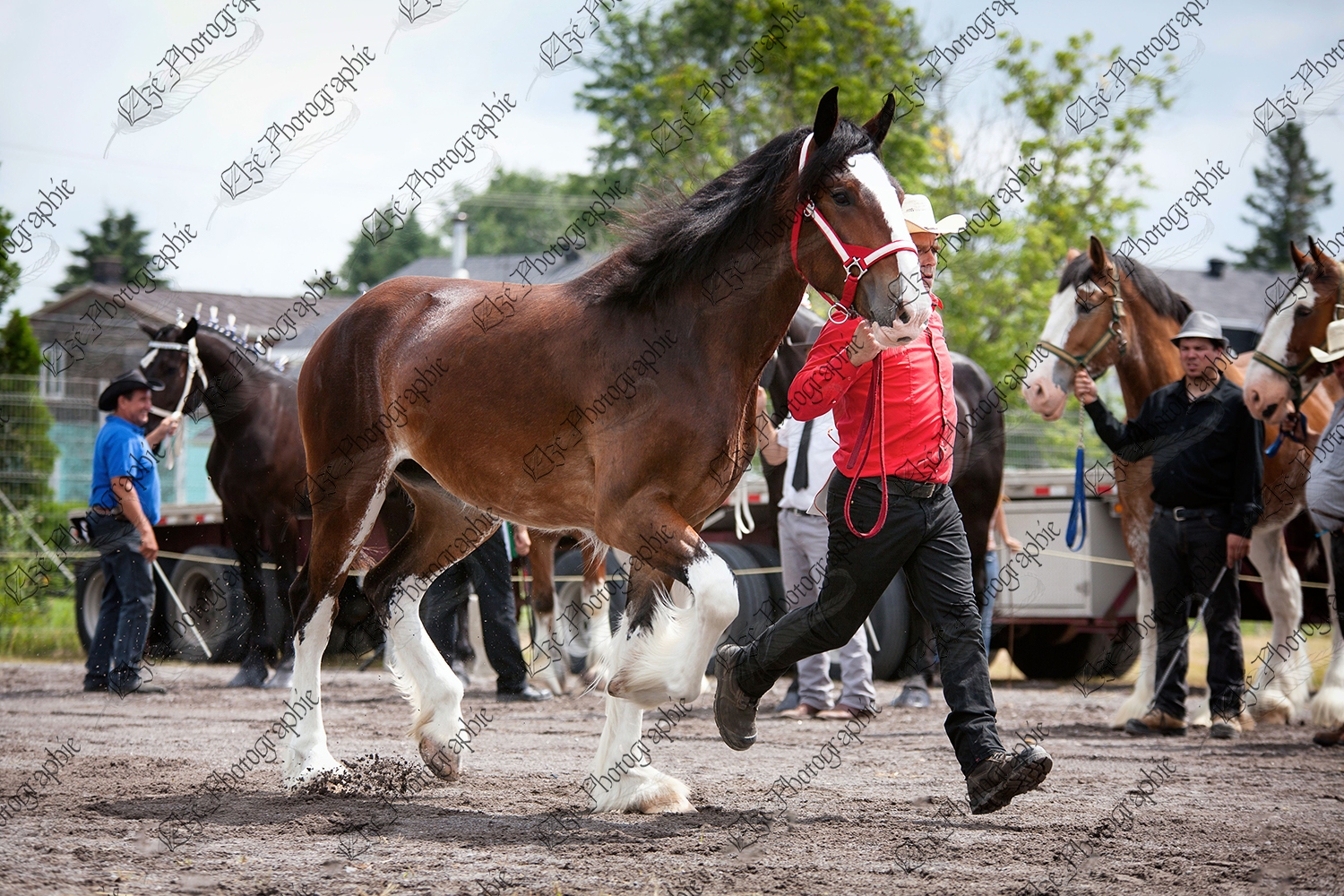 elze_photo_6740_jogging_presentation_cheval_brun_shire_horse_presented_judge