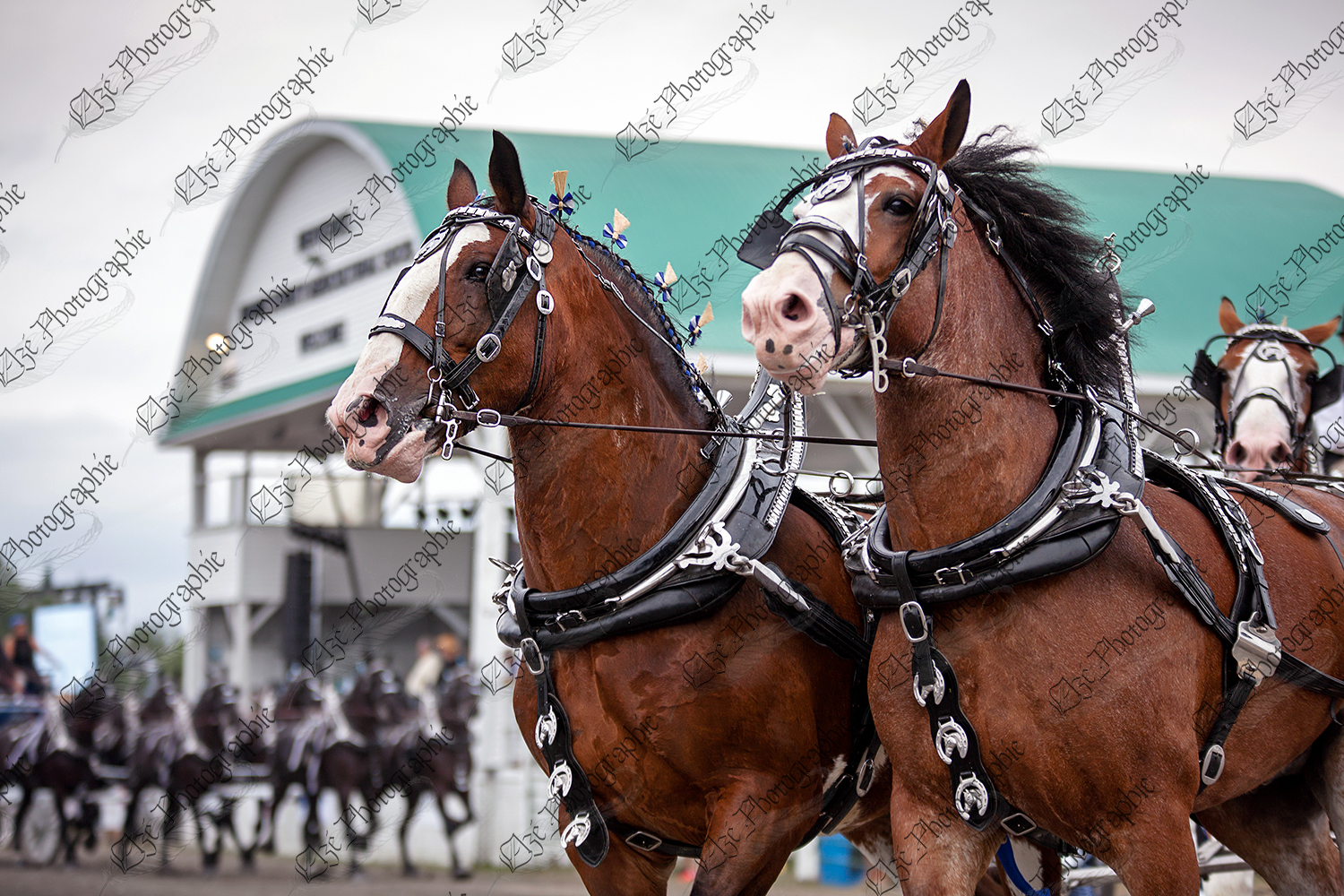 elze_photo_6818_clydesdale_spectacle_attelage_horse_show_exposition