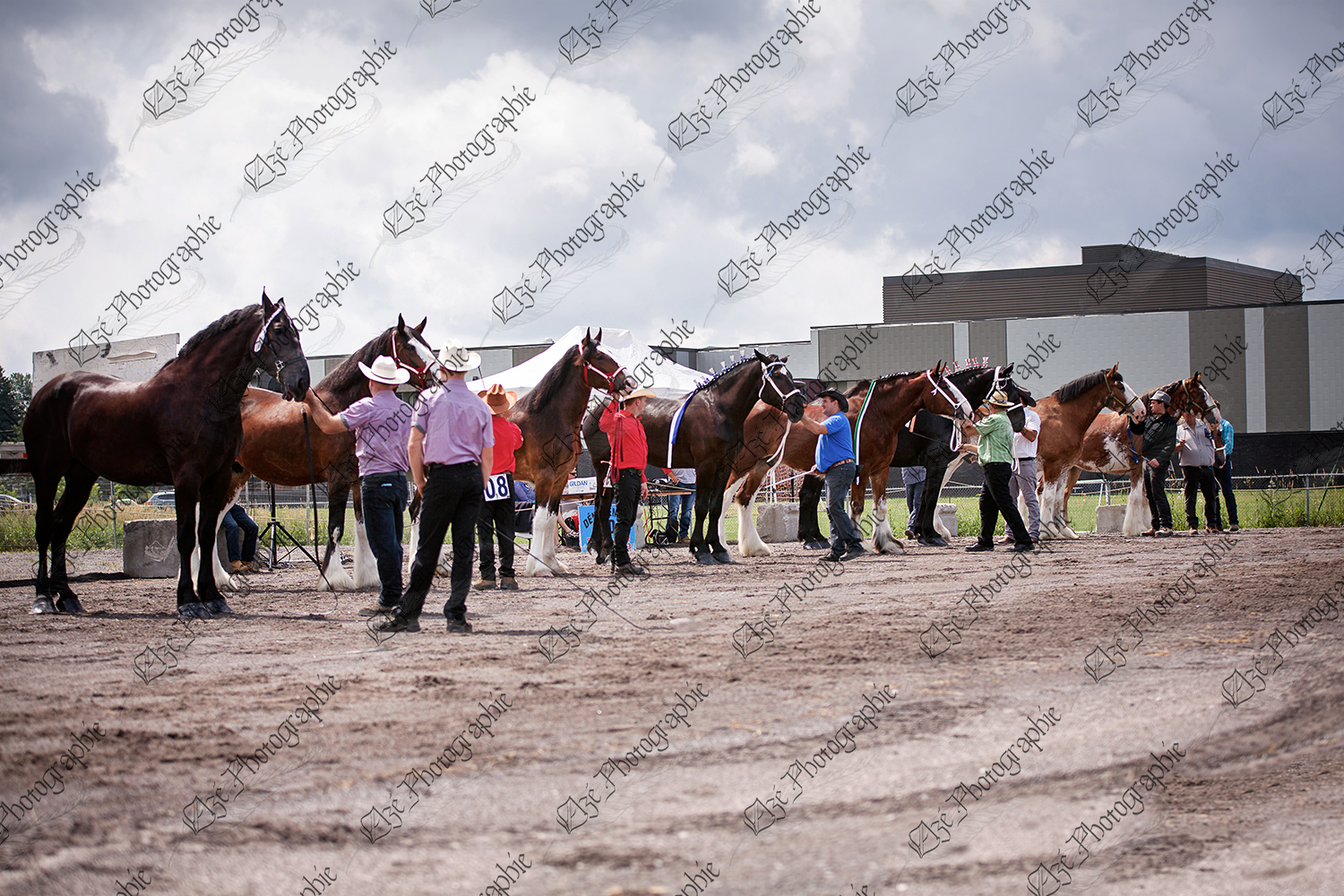 elze_photo_6828_competition_equestre_chevaux_big_horses_show
