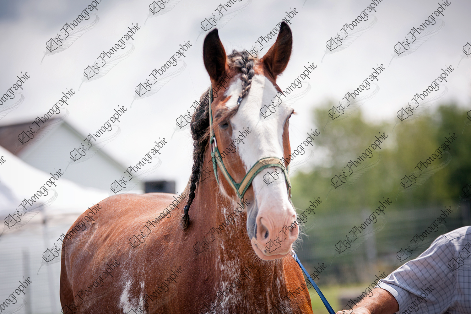elze_photo_6858_cheval_race_lourd_clydesdale_horse_head