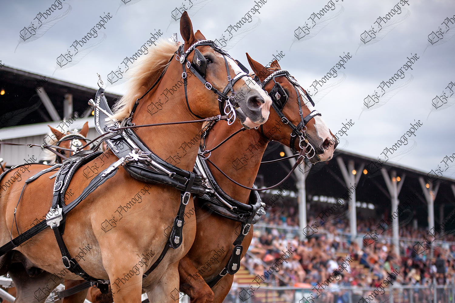 elze_photo_6859_attelage_chevaux_belges_spectacle_horseshow_beautiful_horses