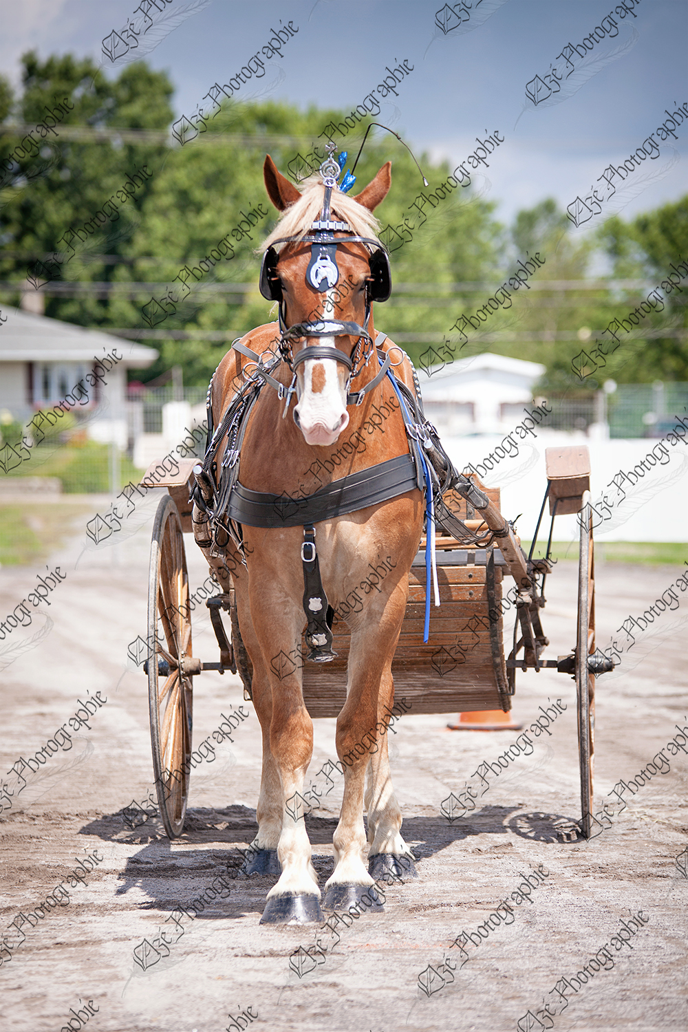elze_photo_6909_cheval_attele_belge_hitch_in_show_horse