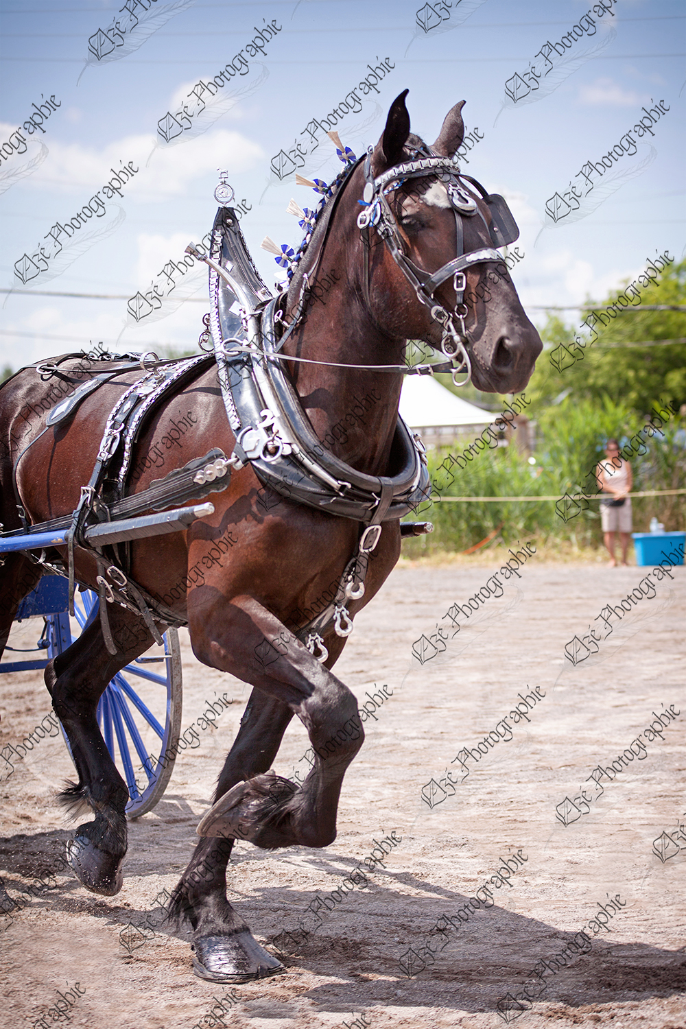 elze_photo_6984_competition_equestre_cheval_percheron_horse_black