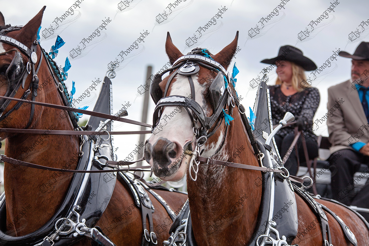 elze_photo_7281_spectacle_equestre_attelage_show_horses_clydesdale