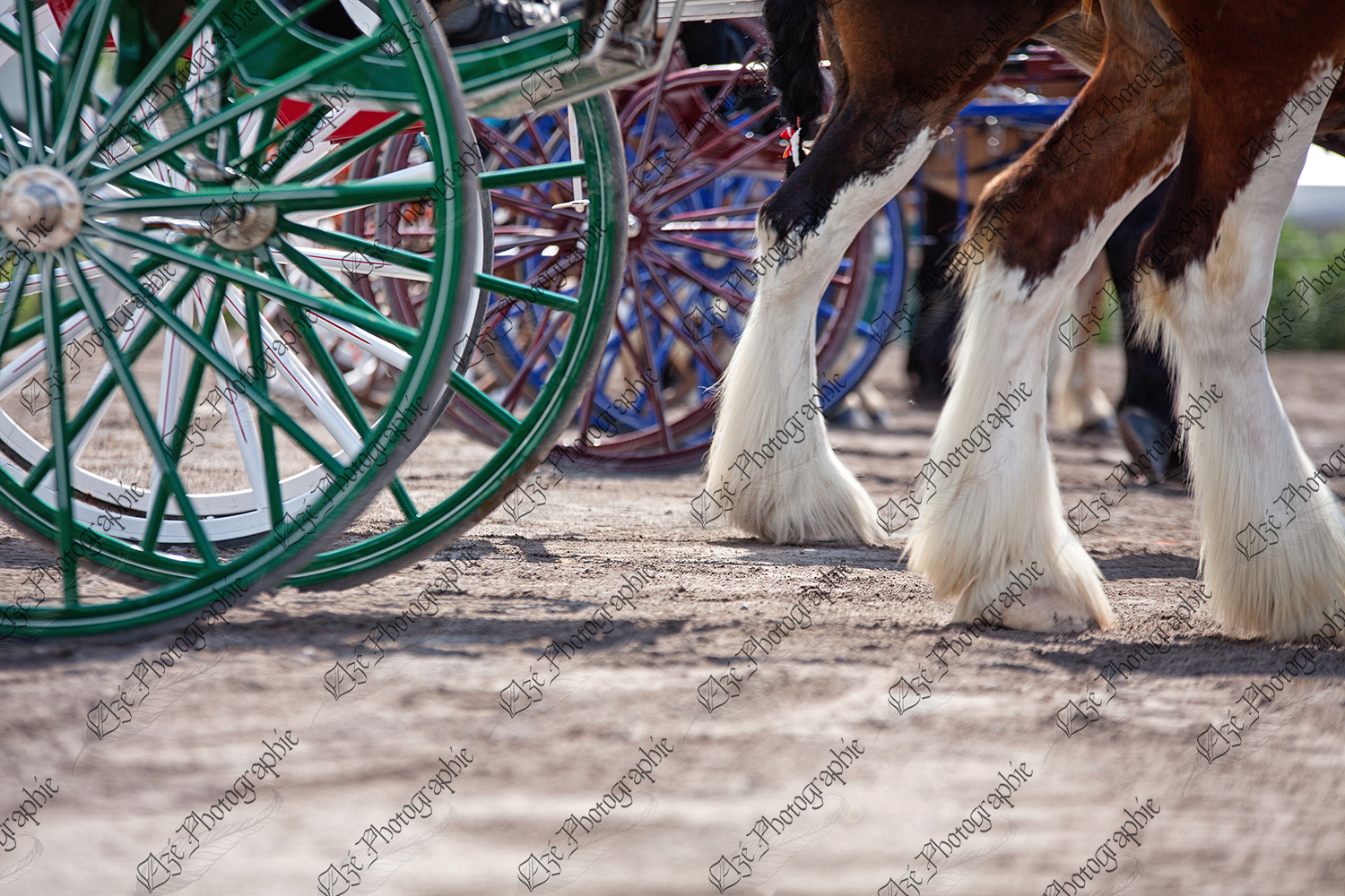elze_photo_7409_pattes_chevaux_spectacle_horse_show_cart
