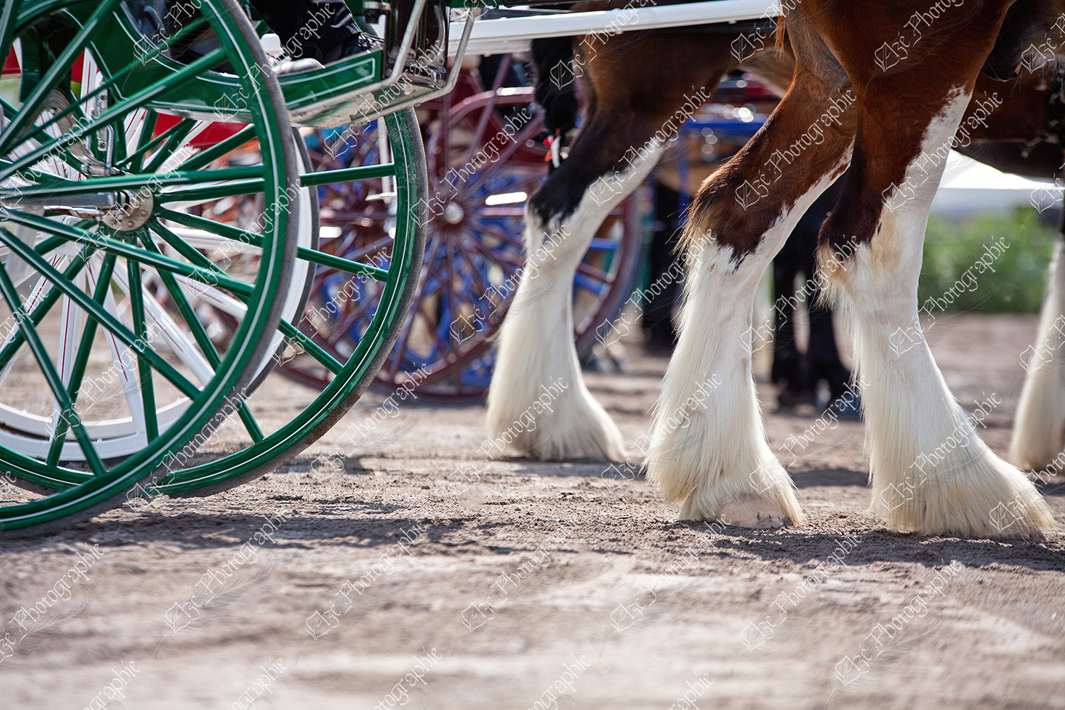 elze_photo_7410_cheval_clydesdale_pattes_horses_legs_cart