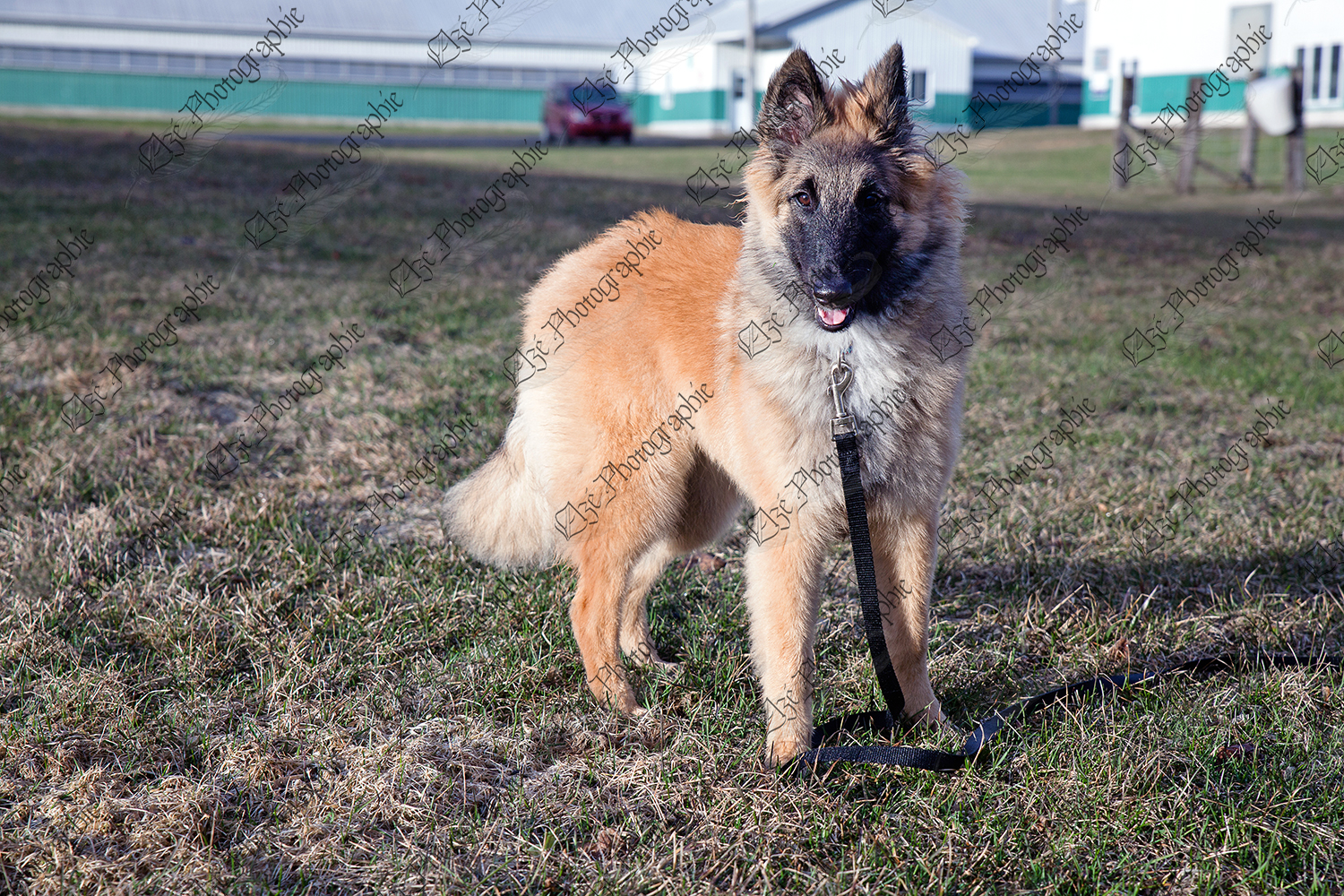 elze_photo_7862_belle_femelle_berger_dog_shepherd