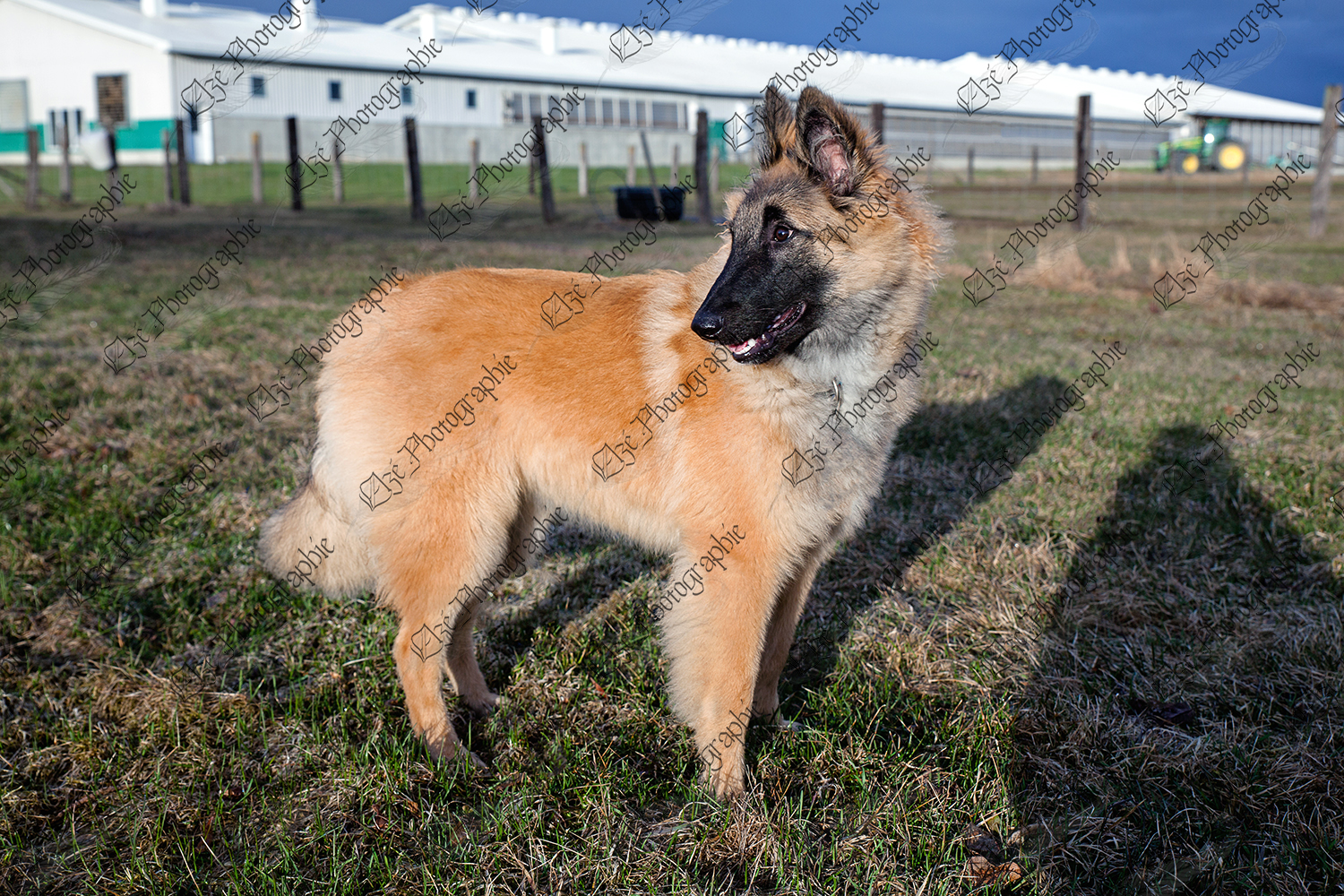elze_photo_7874_ferme_pacage_chienne_dog_grass
