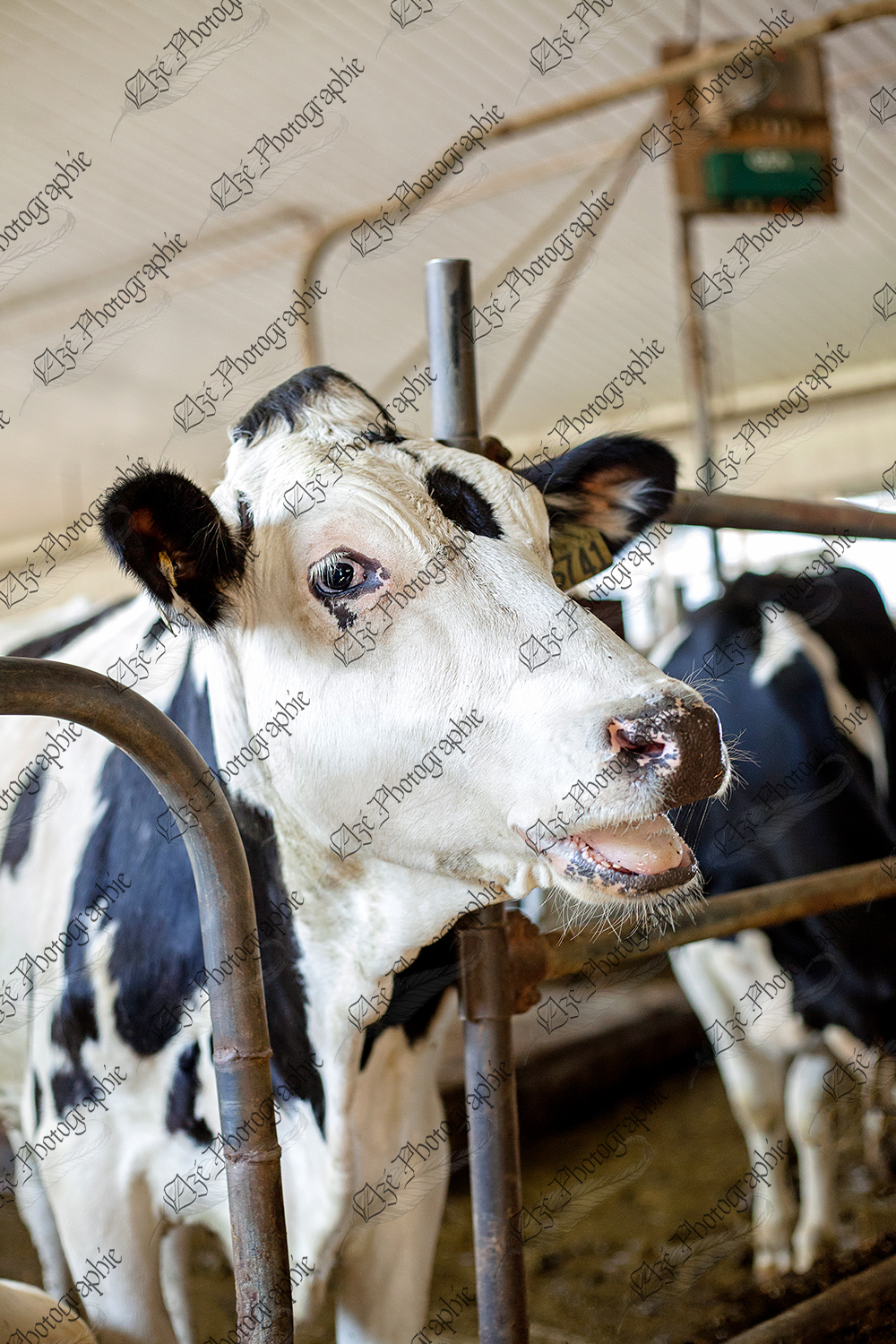 elze_photo_8535_taure_vache_holstein_cow_farm
