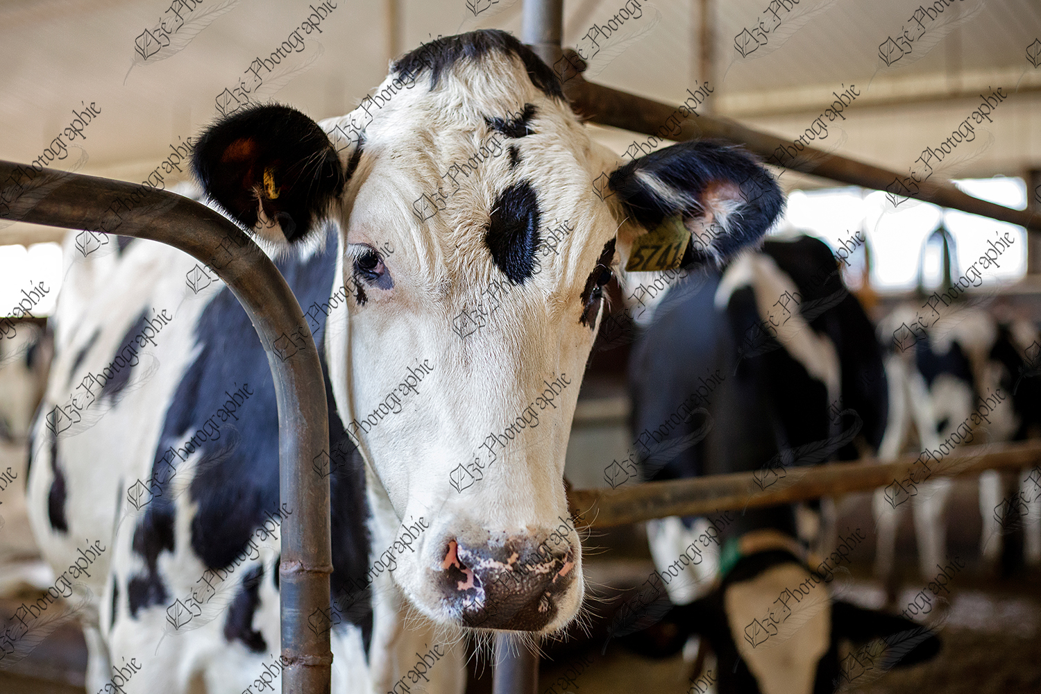 elze_photo_8536_taure_holstein_stabulation_cow_dairy