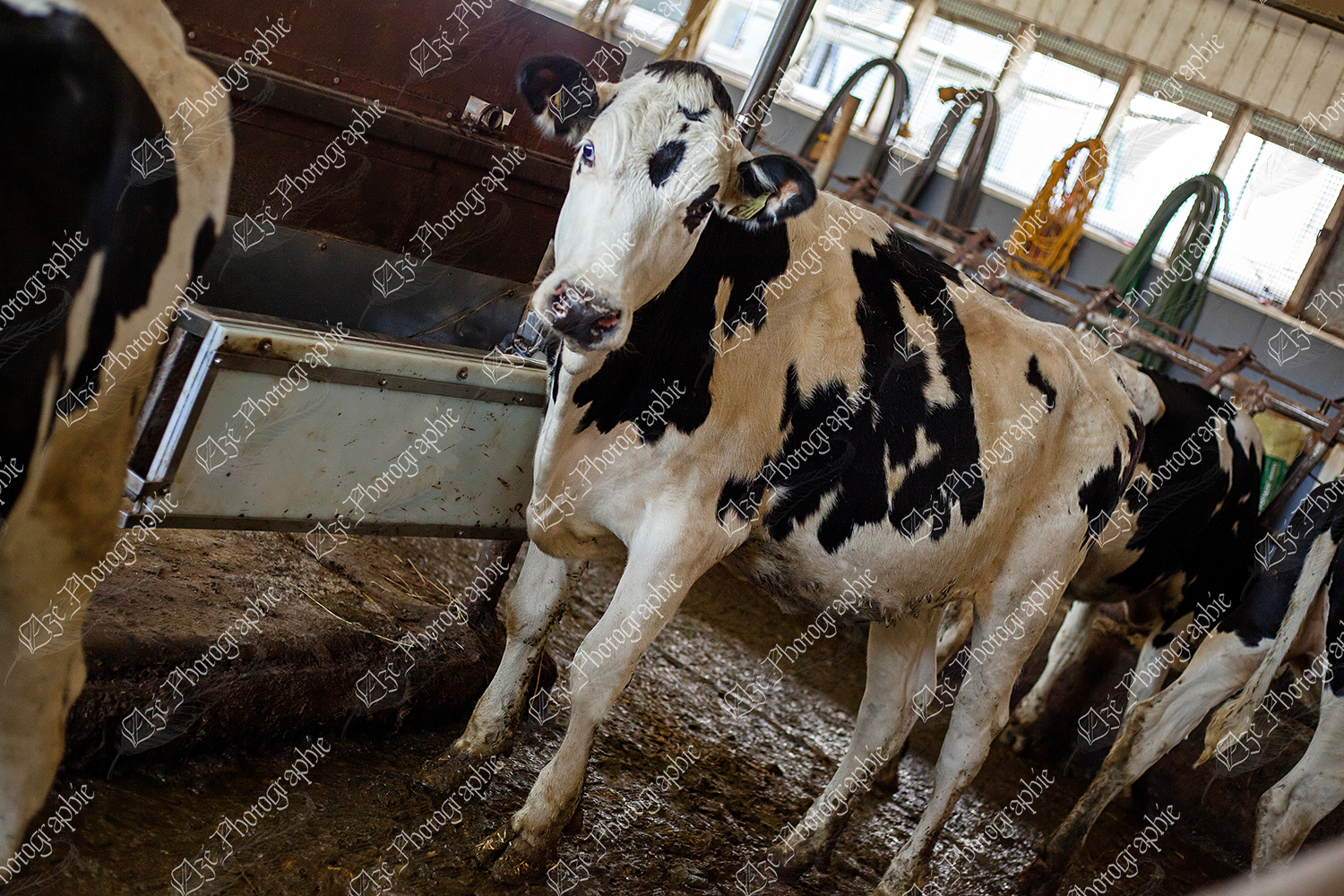 elze_photo_8546_taure_holstein_stabulation_cow_dairy_farm