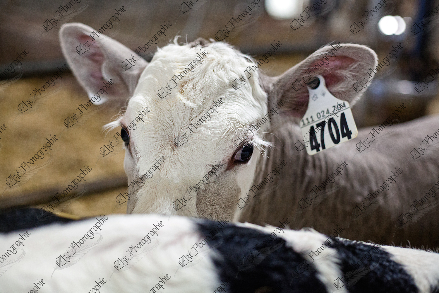 elze_photo_8558_veau_genisse_croise_dairyfarm_cow