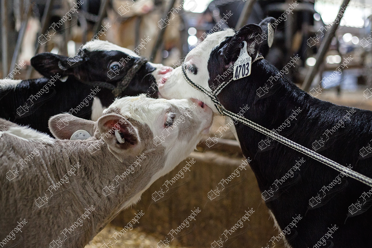 elze_photo_8573_groupe_veaux_bebe_calf_playing
