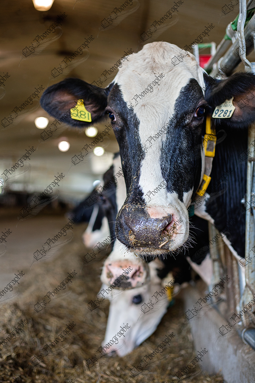 elze_photo_8599_regard_animal_ferme_dairy_cow