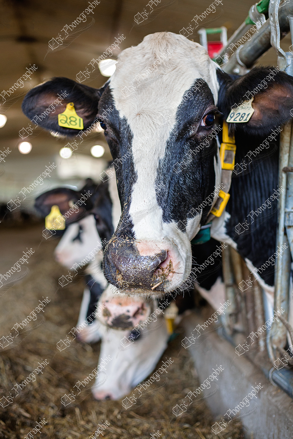 elze_photo_8600_face_vache_holstein_look_of_cow_cute