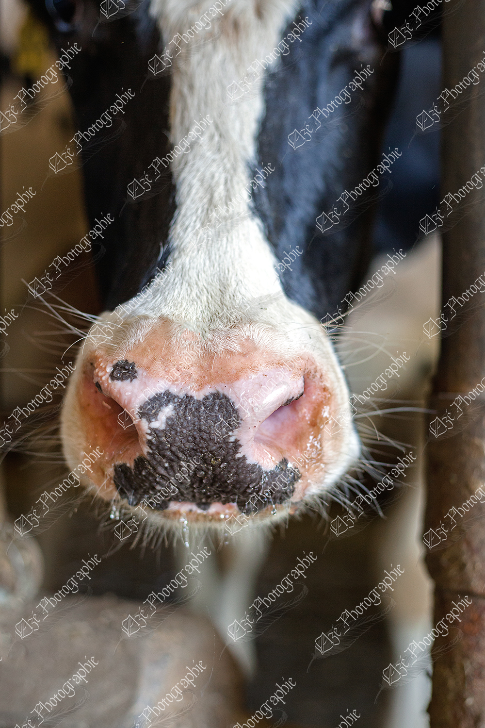 elze_photo_8603_nez_salive_vache_nose_of_cow_holstein
