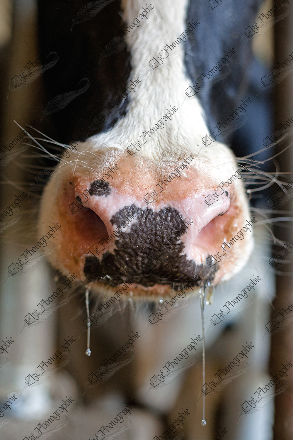 elze_photo_8615_museau_humide_salive_nose_dairy_cow