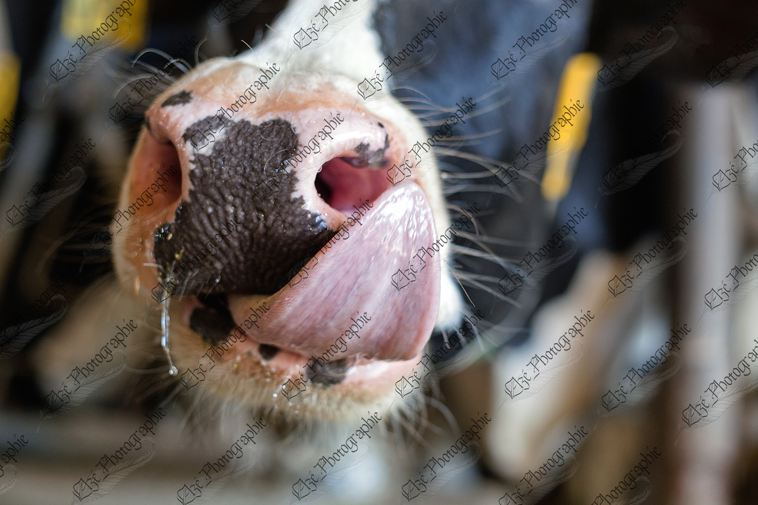 elze_photo_8621_nez_humide_vache_face_tongue
