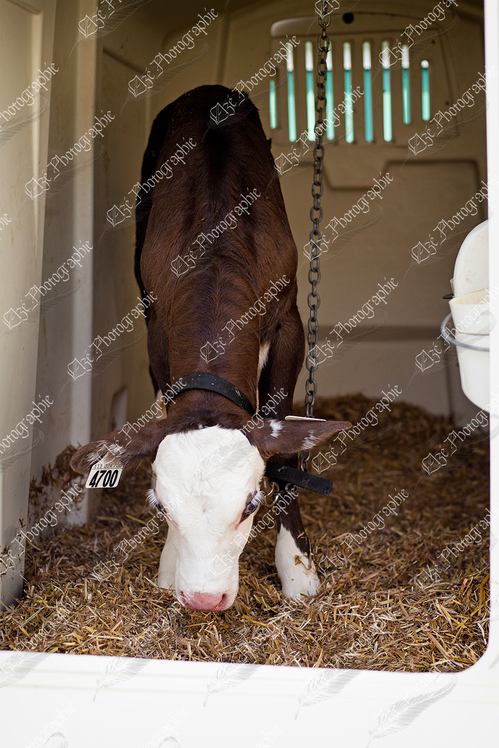 elze_photo_8730_sentir_veau_croise_breeding_calf