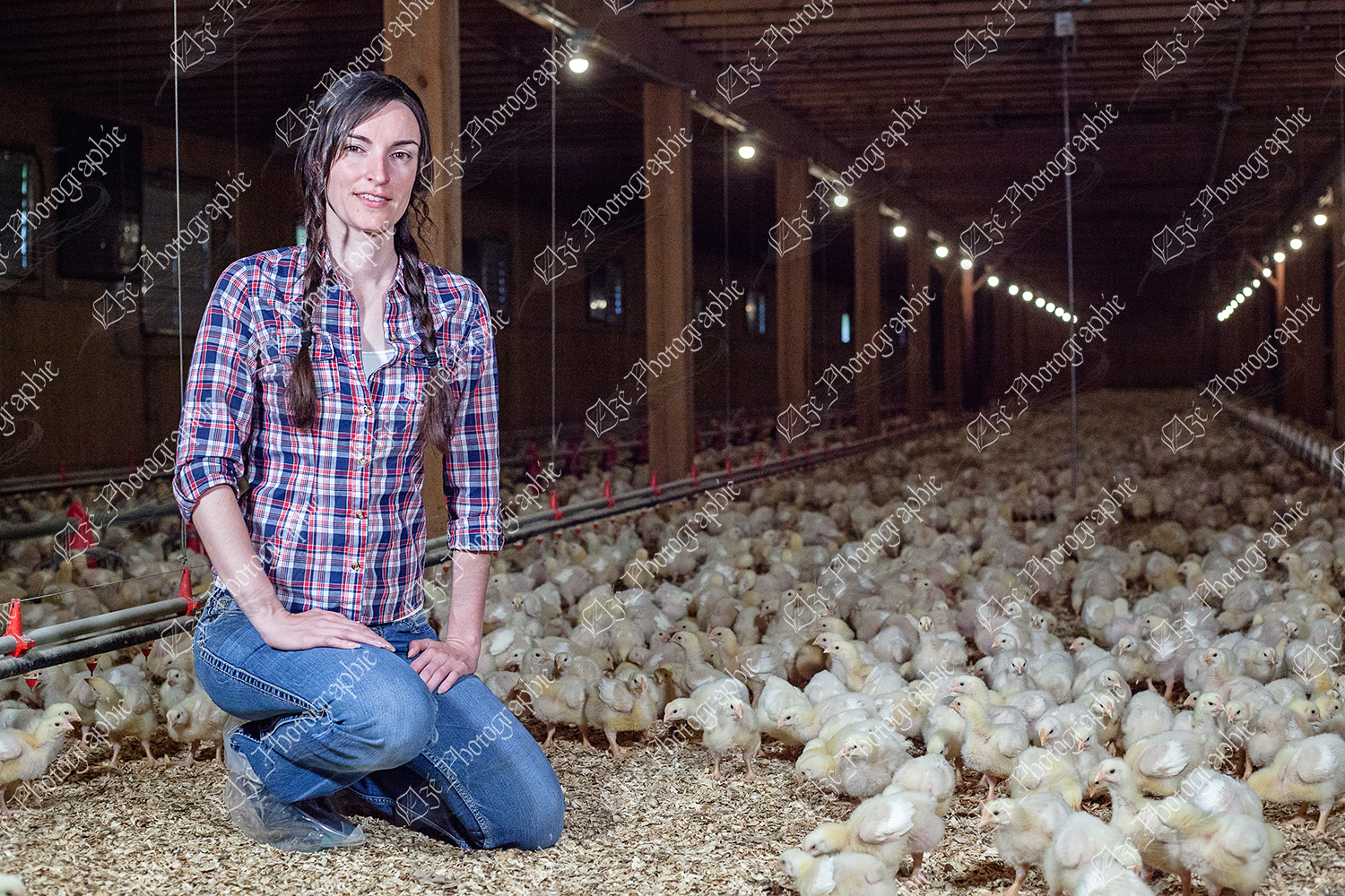 elze_photo_9052_agricultrice_poussins_poulailler_for_broilers_chicken