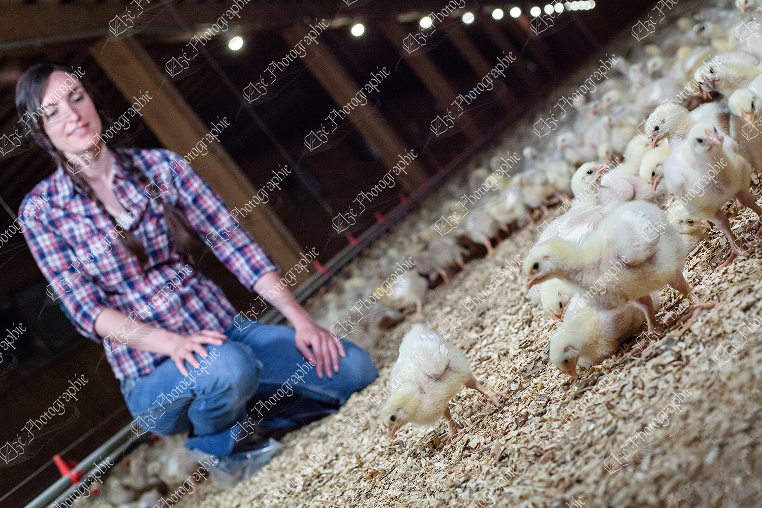 elze_photo_9057_poussins_poulet_chair_broiler_chicken_farm