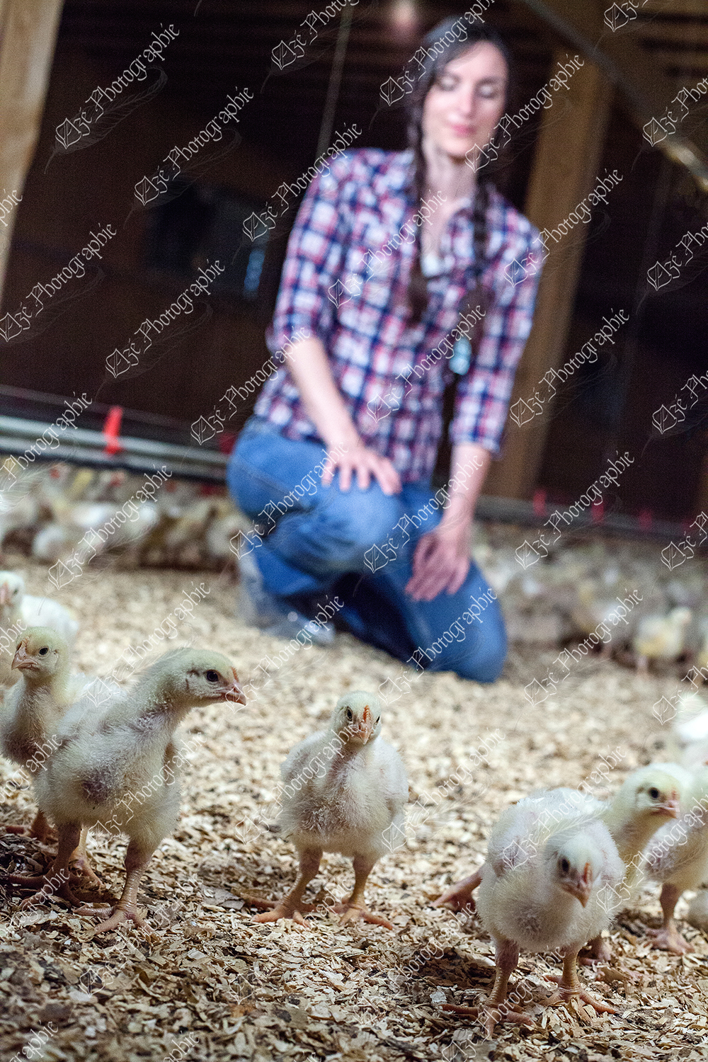 elze_photo_9058_poussins_elevage_ripe_broiler_house_chicken