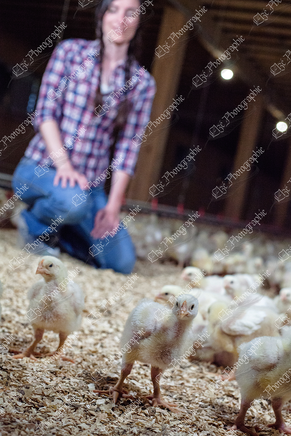 elze_photo_9059_poulet_elevage_litiere_largest_holdings_with_broilers